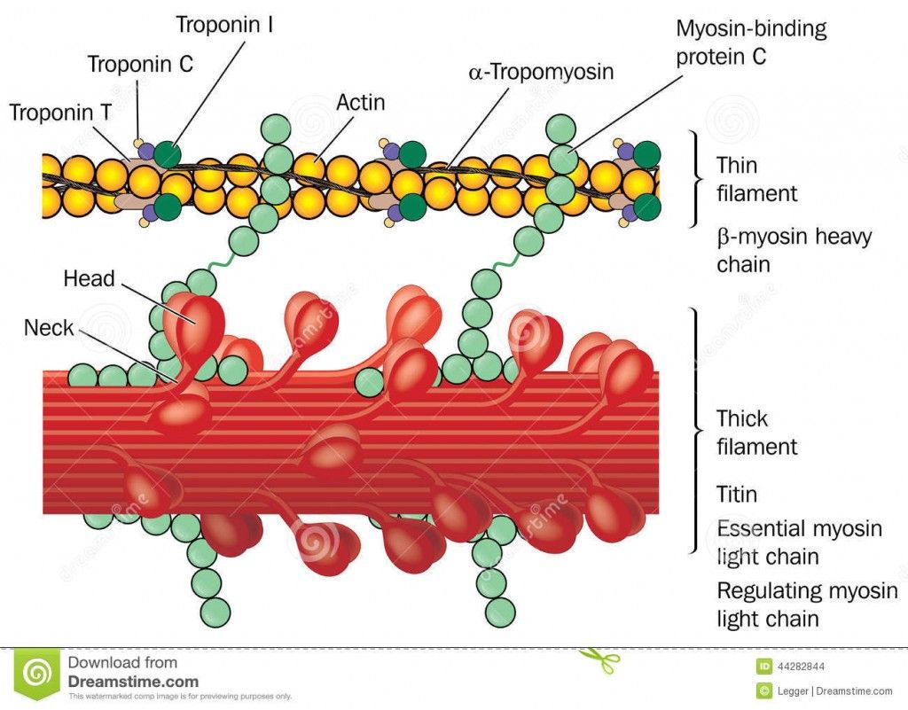 tropon ινφ-detail-muscle-physiology-tissue-showitropo ng-actin-myosin-troponin-complex-thin-filaments-thick-filaments-created-adobe-44282844